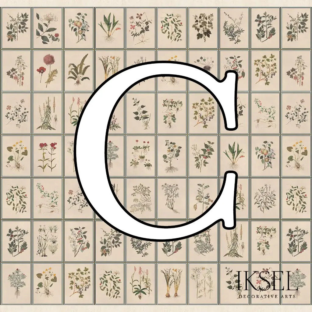 Renaissance Herbier Custom C-SC146